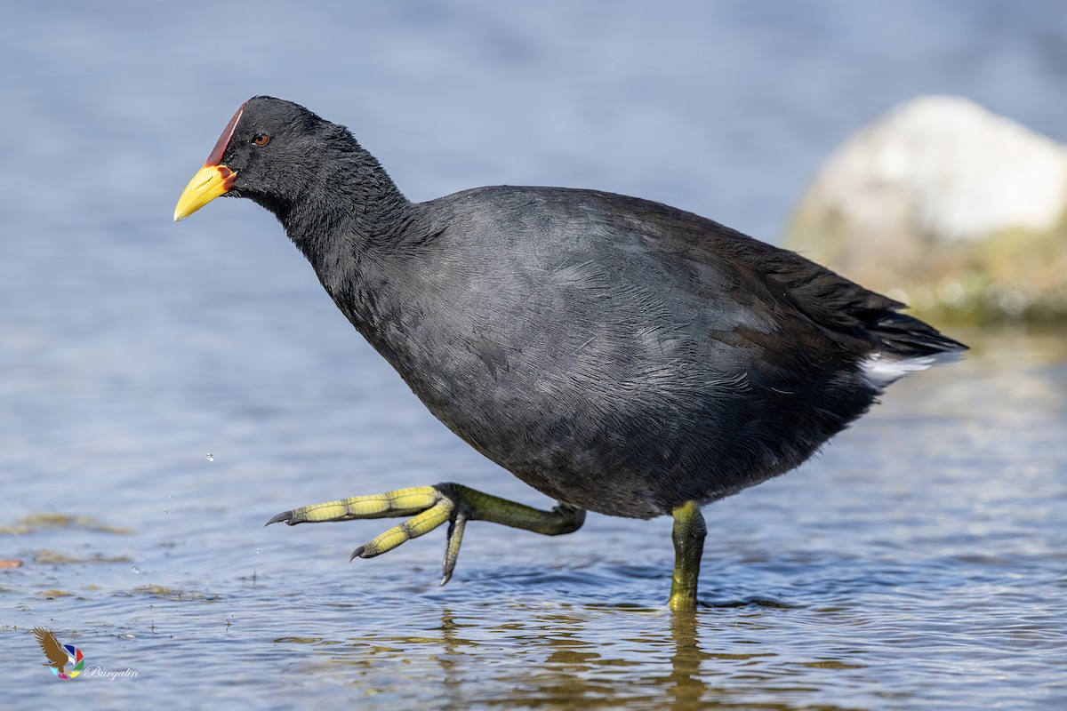 Red-fronted Coot - ML636700688