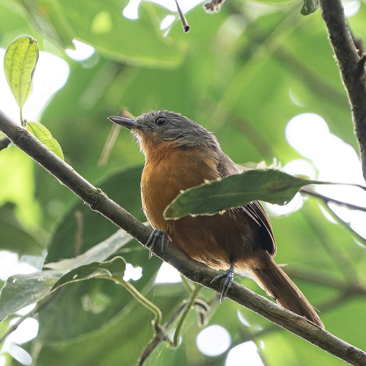 Parker's Antbird - ML636700697