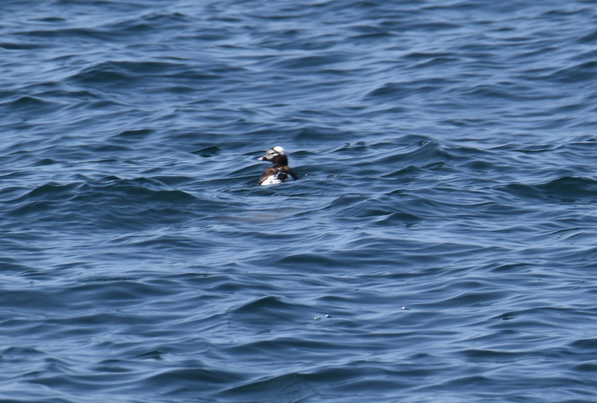 Long-tailed Duck - ML636700724