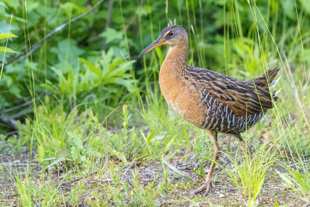 King Rail - Sam Denenberg