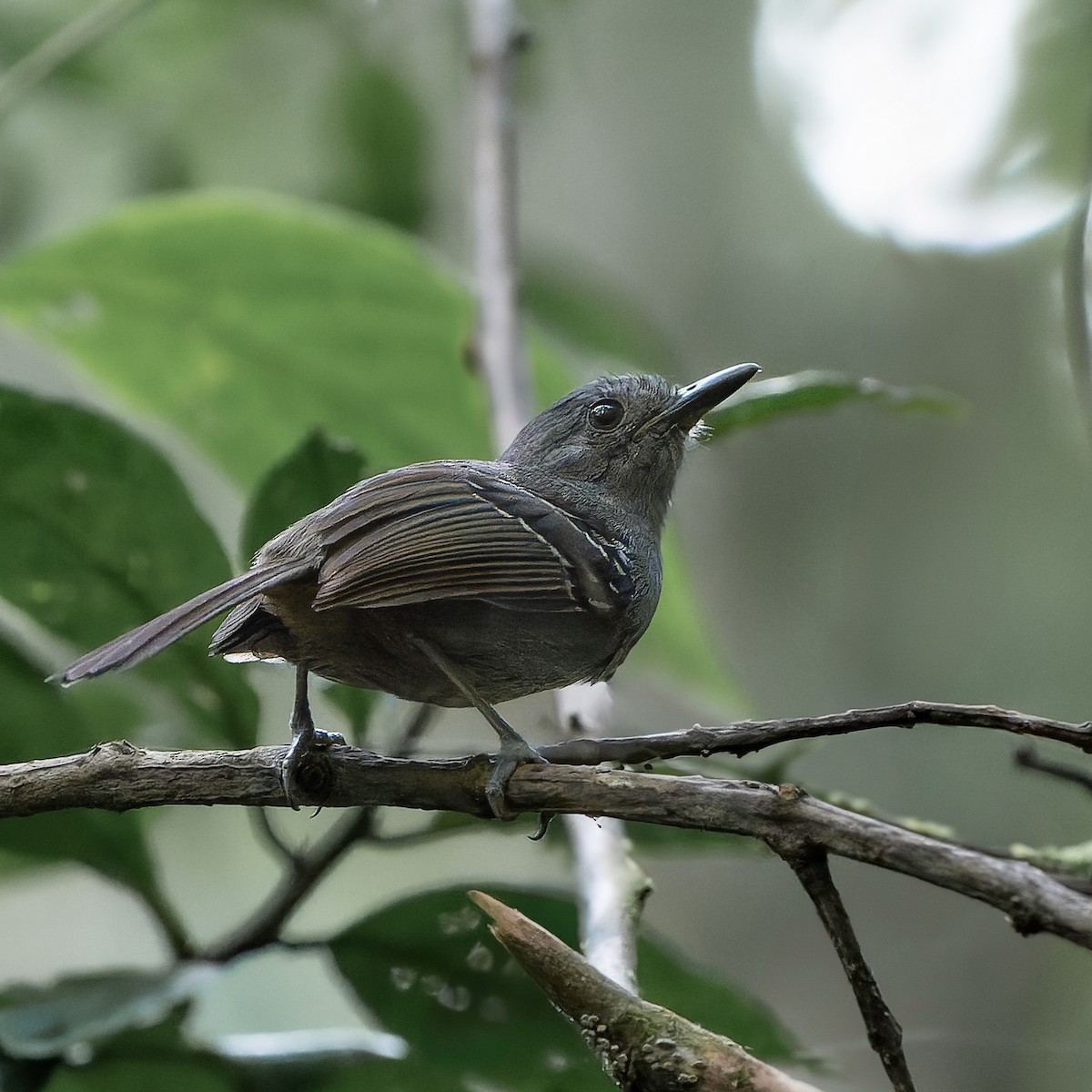 Parker's Antbird - ML636700788
