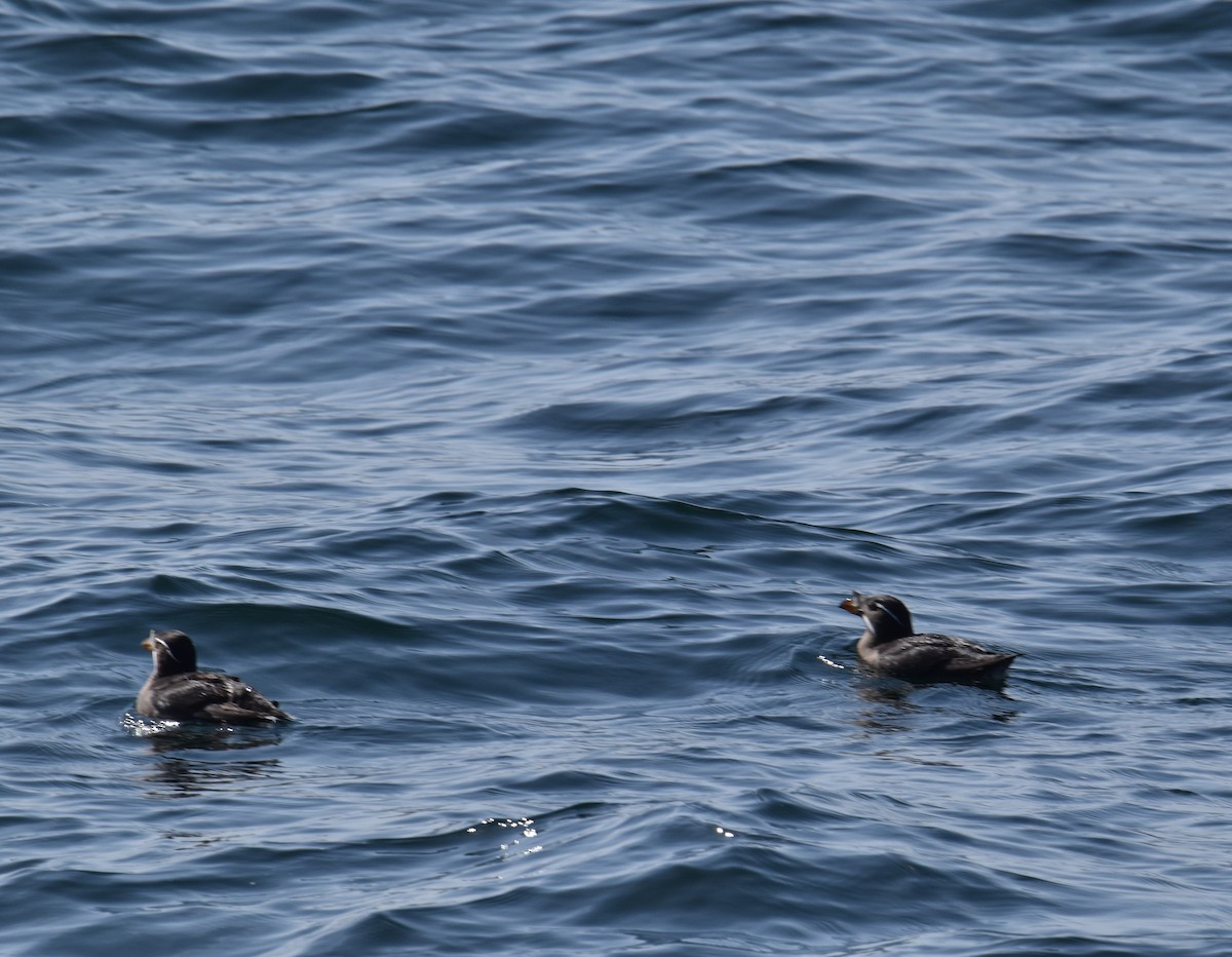 Rhinoceros Auklet - ML636700818