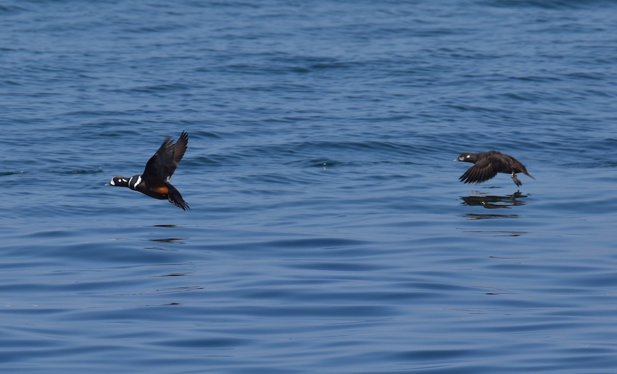 Harlequin Duck - ML636700866