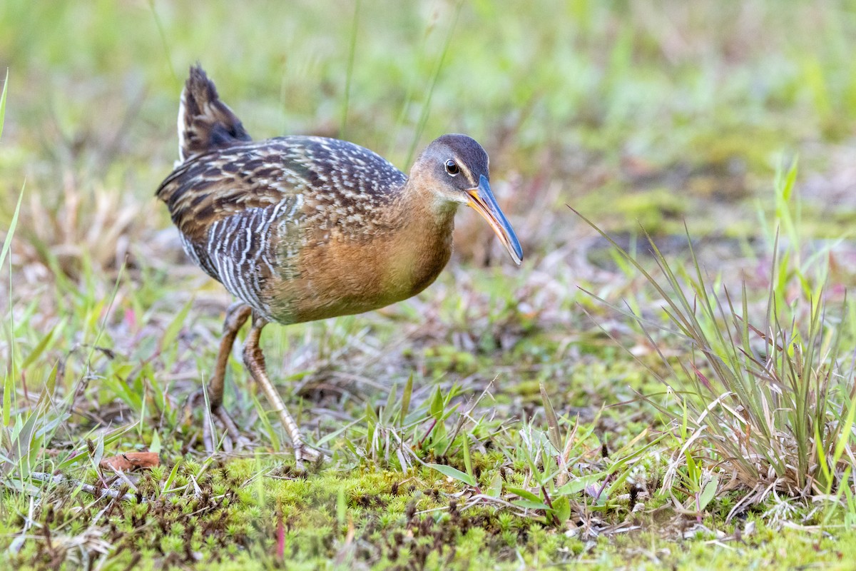 King Rail - Sam Denenberg