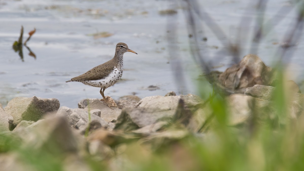 Spotted Sandpiper - ML636700929
