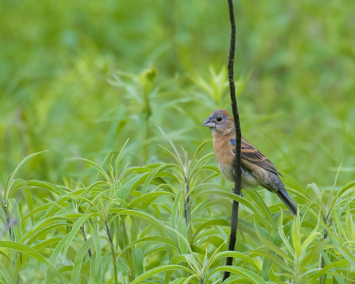 Blue Grosbeak - ML636700962