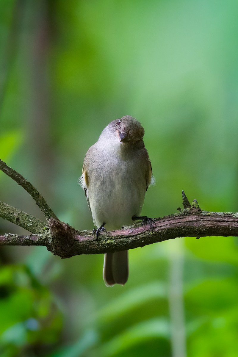 Empidonax sp. - ML636700990