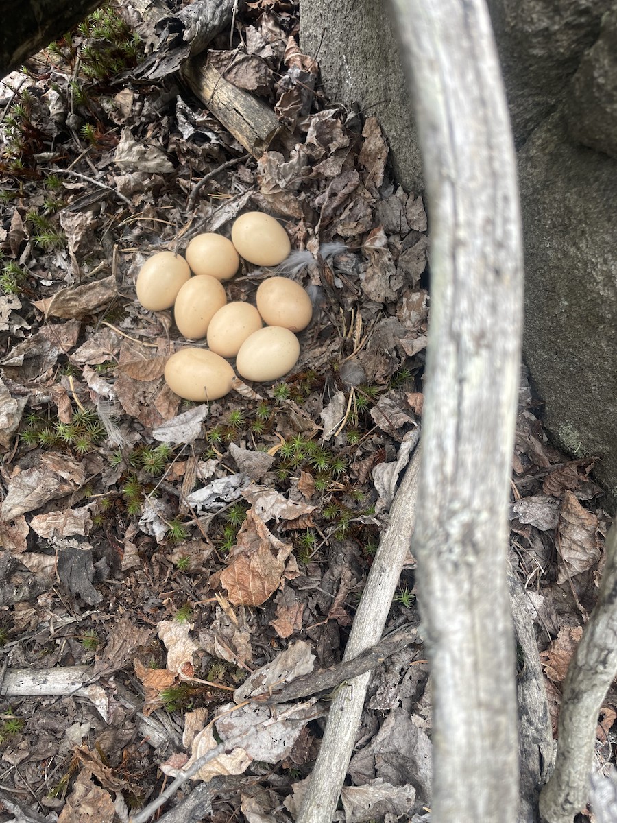 Ruffed Grouse - ML636701042
