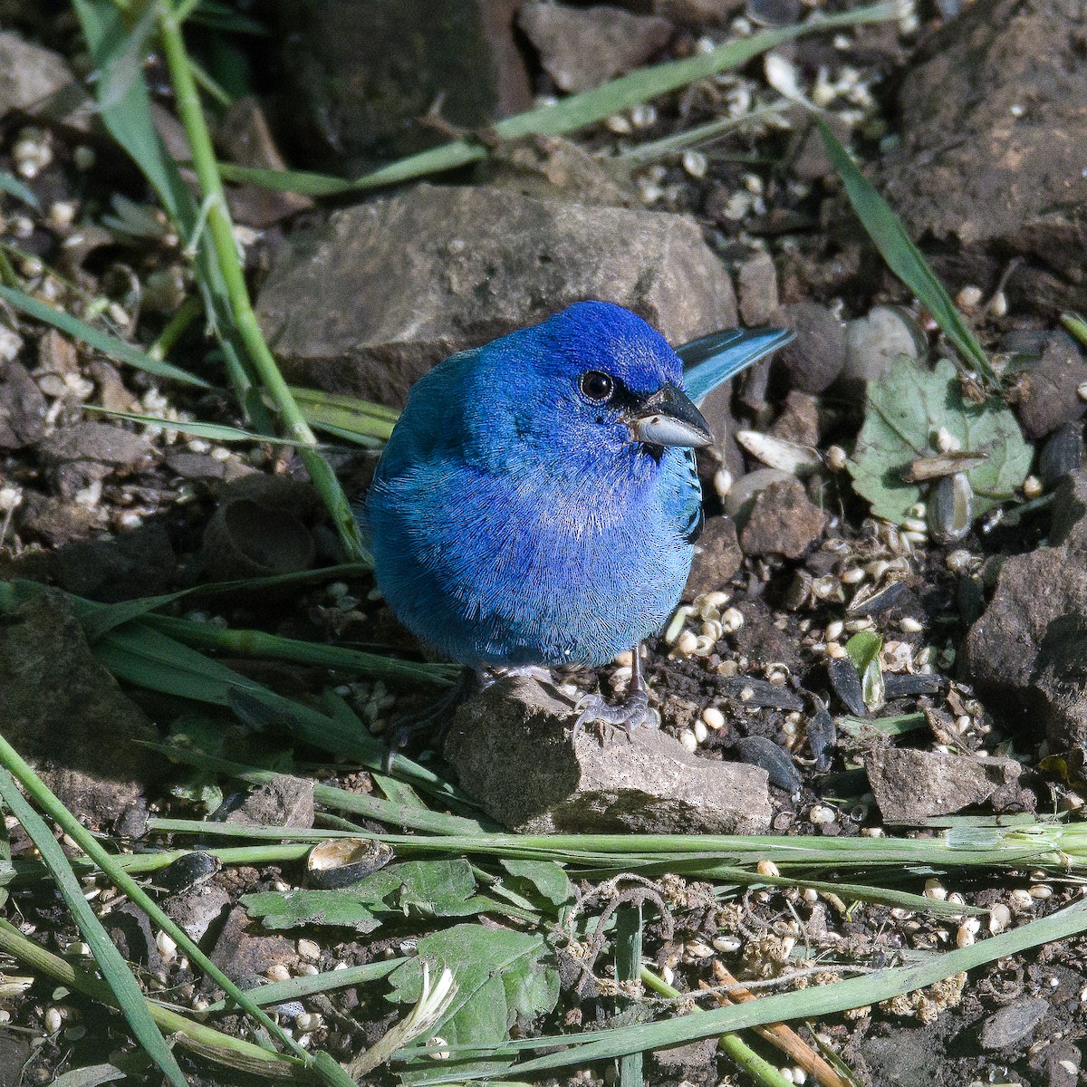 Indigo Bunting - ML636701045