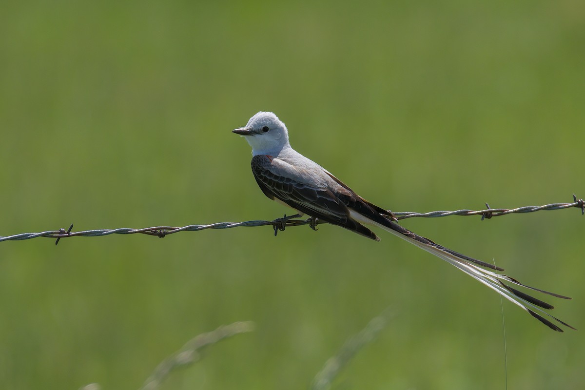 Scissor-tailed Flycatcher - ML636701075