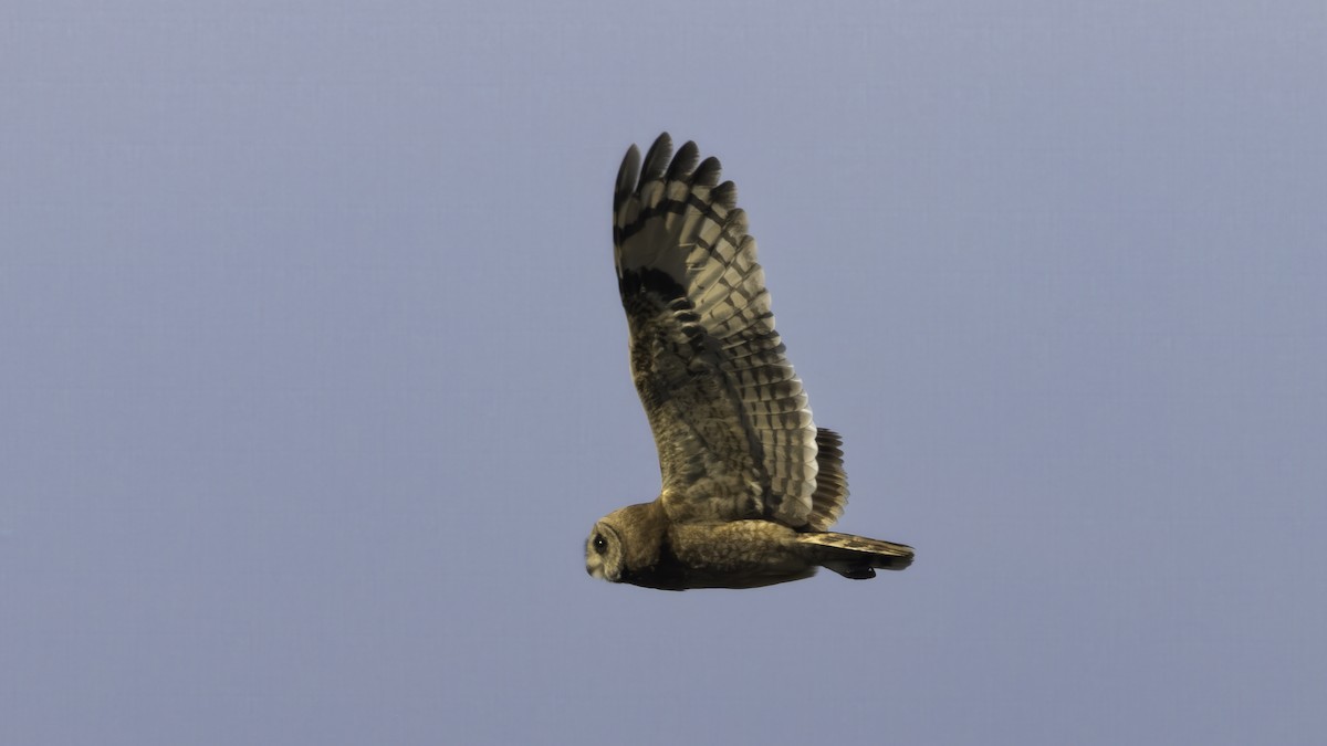 Marsh Owl - ML636701112