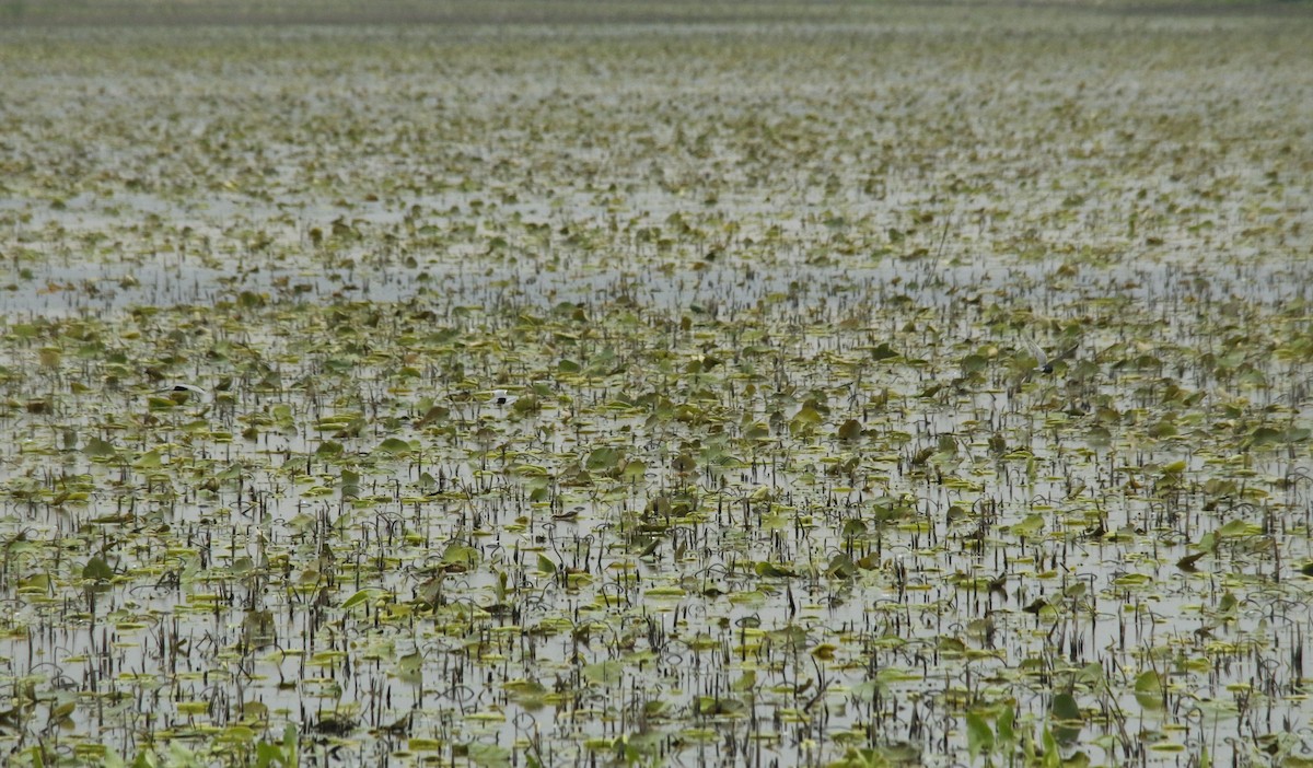 Not specified - Becky Lutz