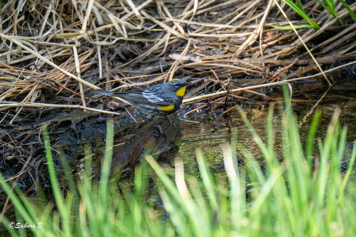 Yellow-rumped Warbler - ML636701129