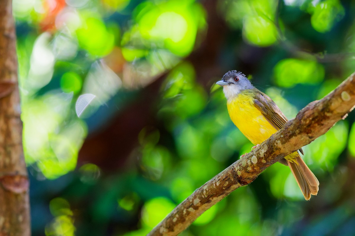 Yellow-bellied Bulbul - ML636701289