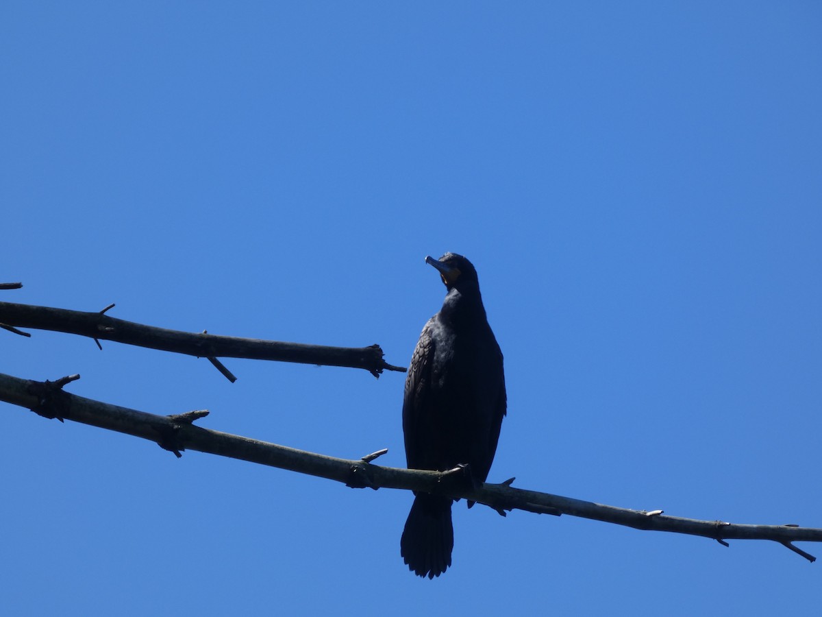Double-crested Cormorant - ML636701500