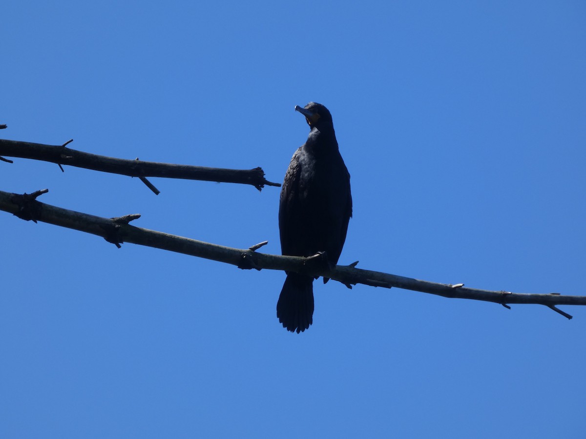 Double-crested Cormorant - ML636701501