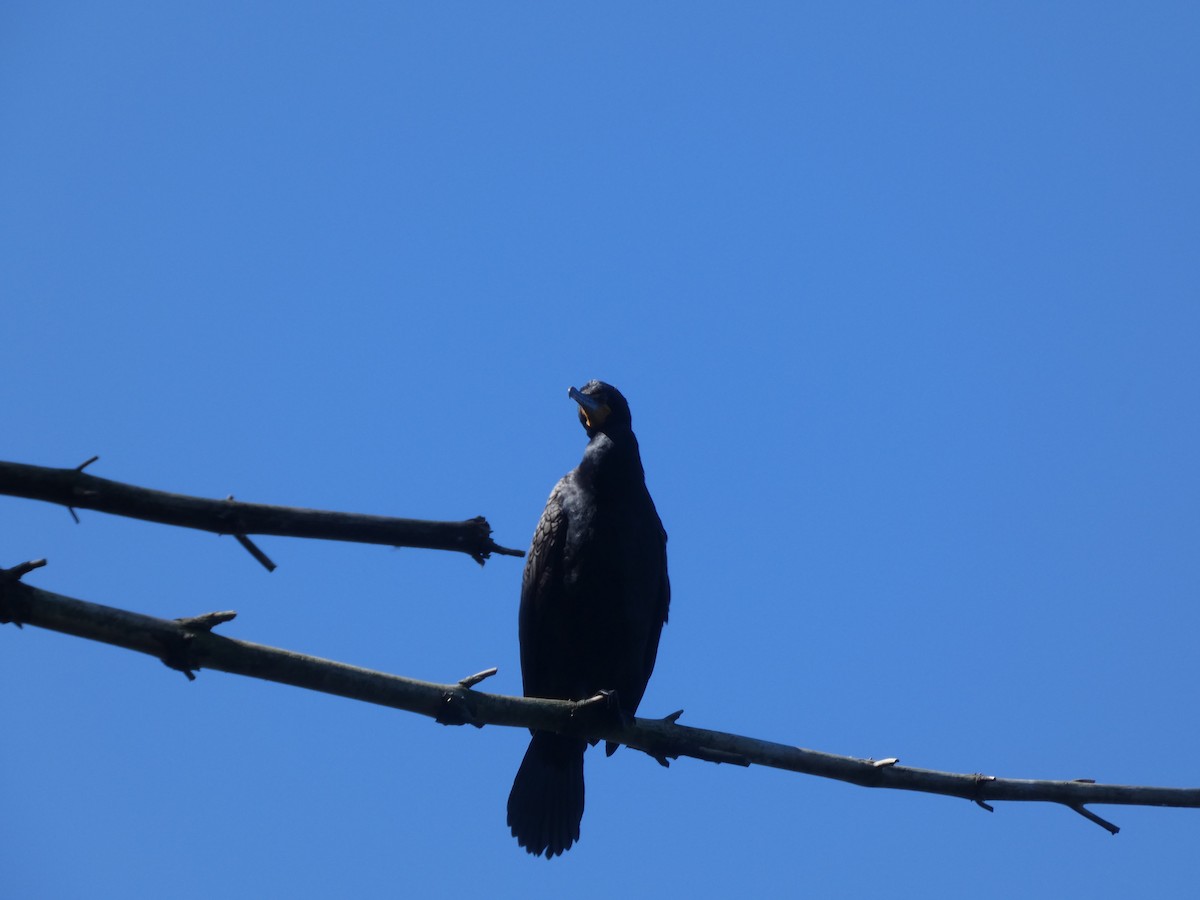 Double-crested Cormorant - ML636701502