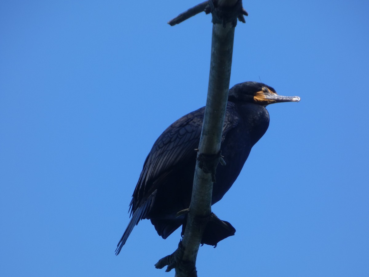 Double-crested Cormorant - ML636701506