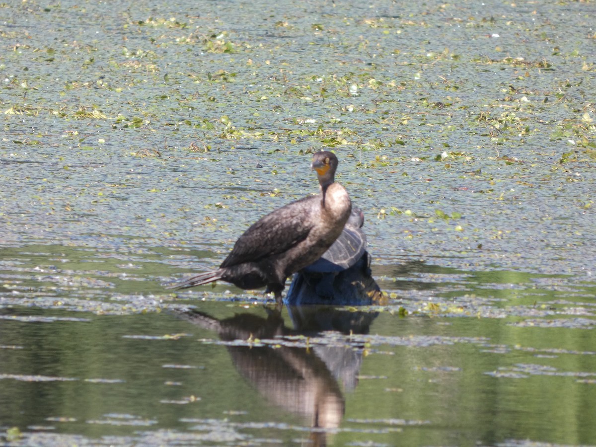 Double-crested Cormorant - ML636701508