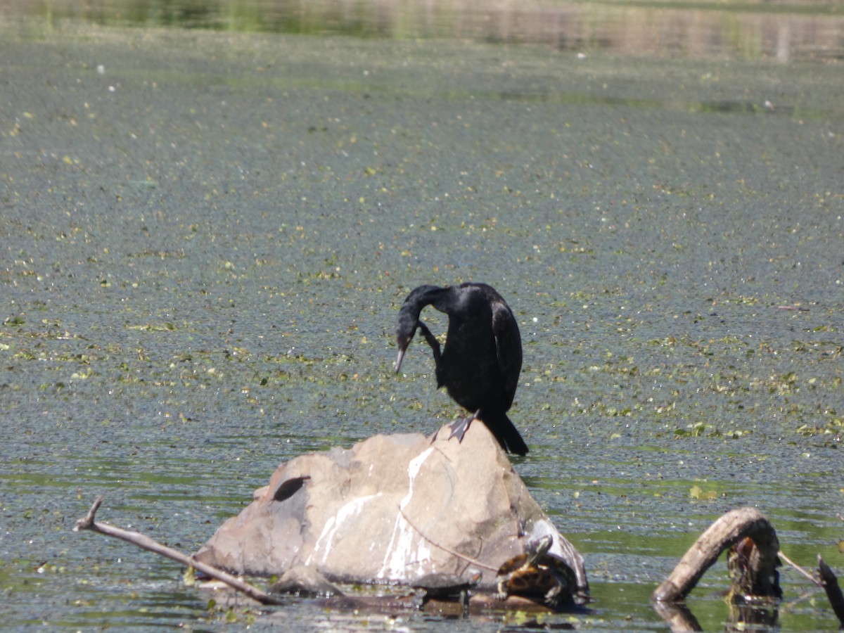 Double-crested Cormorant - ML636701513