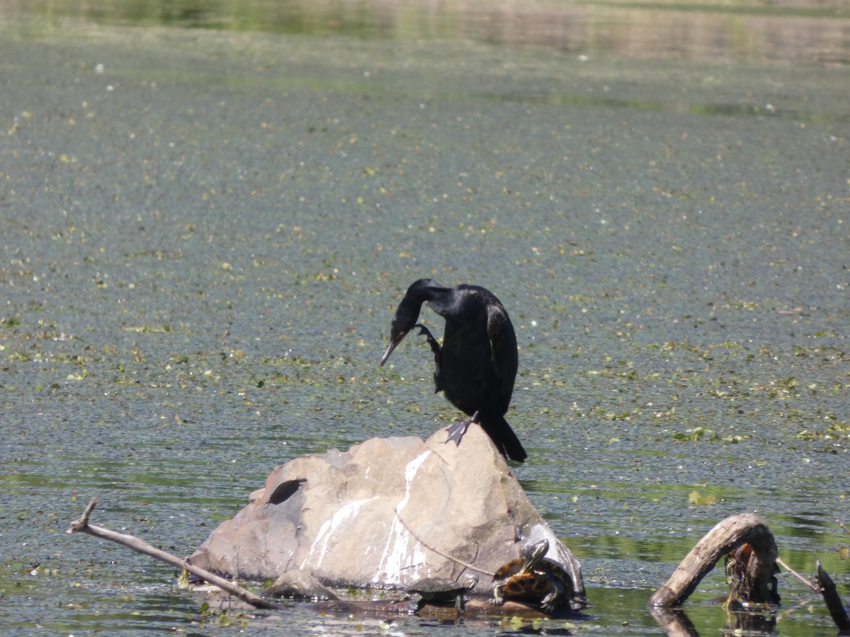 Double-crested Cormorant - ML636701514