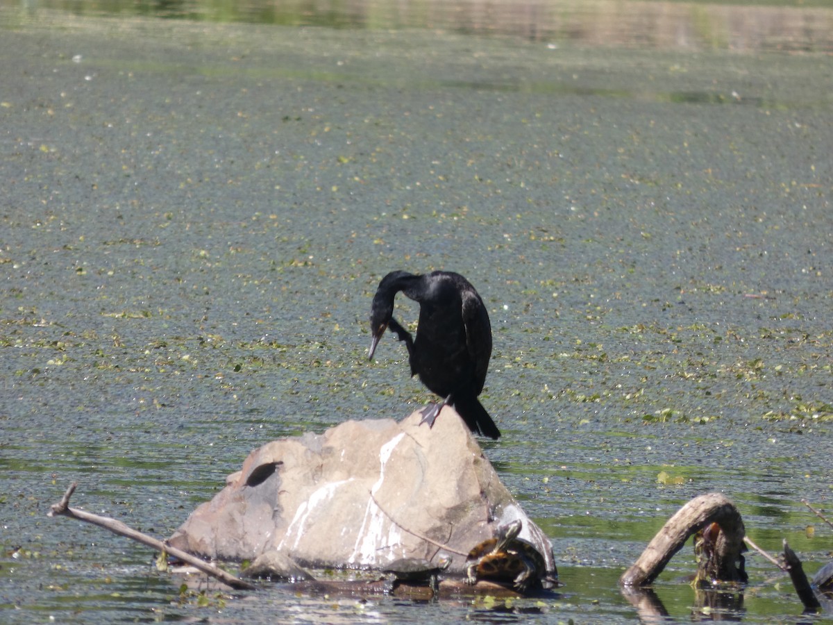 Double-crested Cormorant - ML636701515