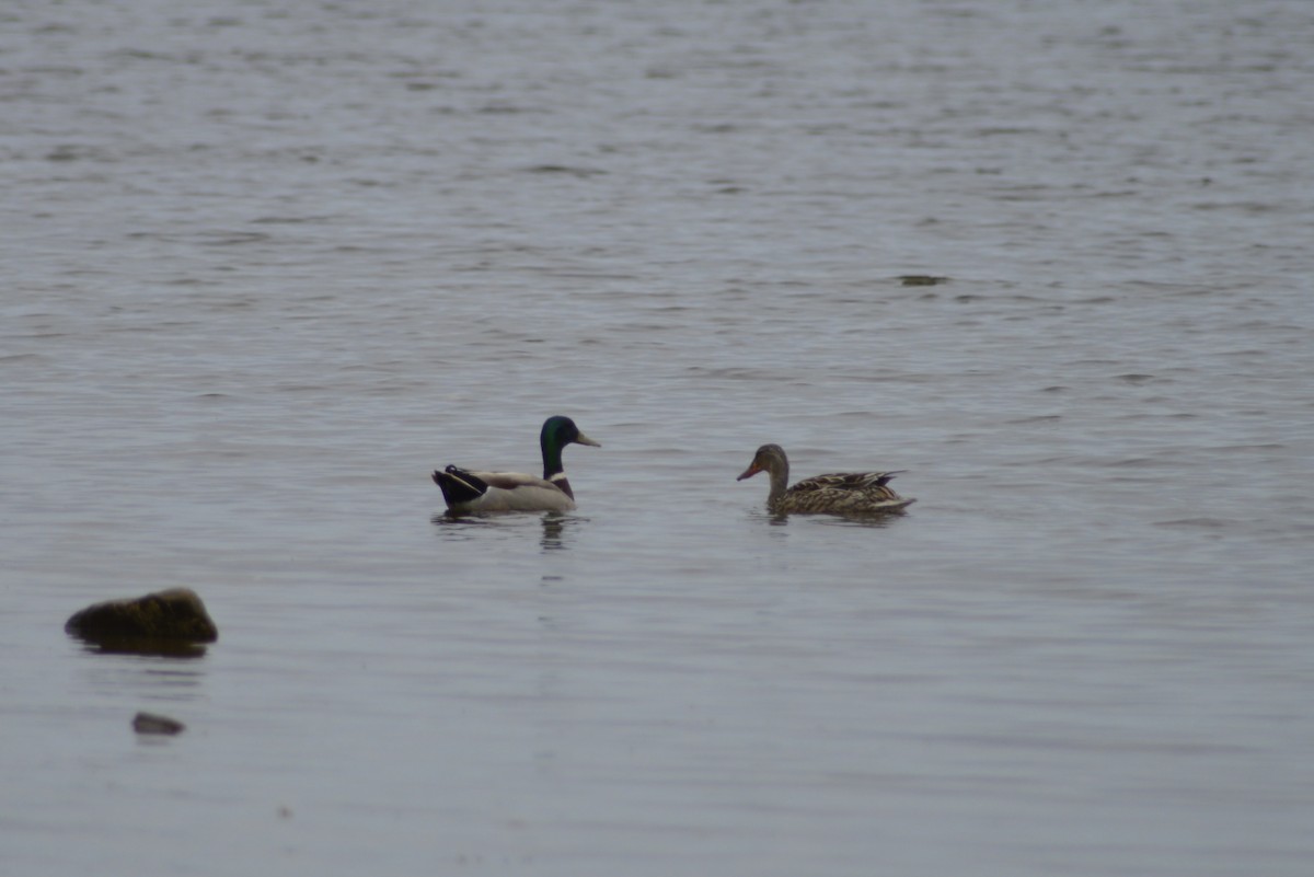 Mallard - ML636701531
