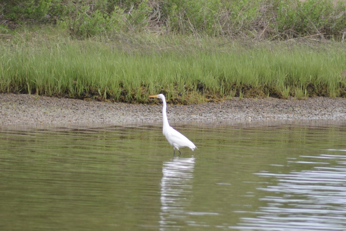 Great Egret - ML636701554