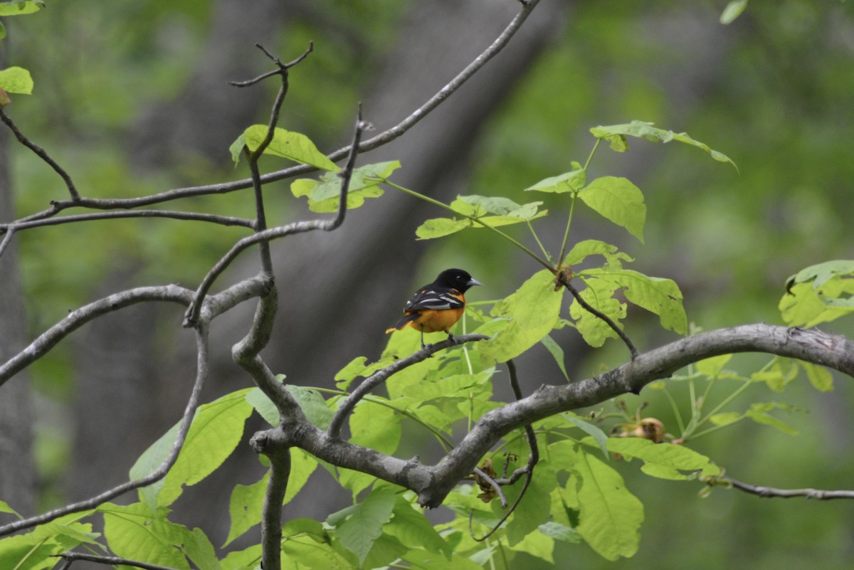 Baltimore Oriole - ML636701573