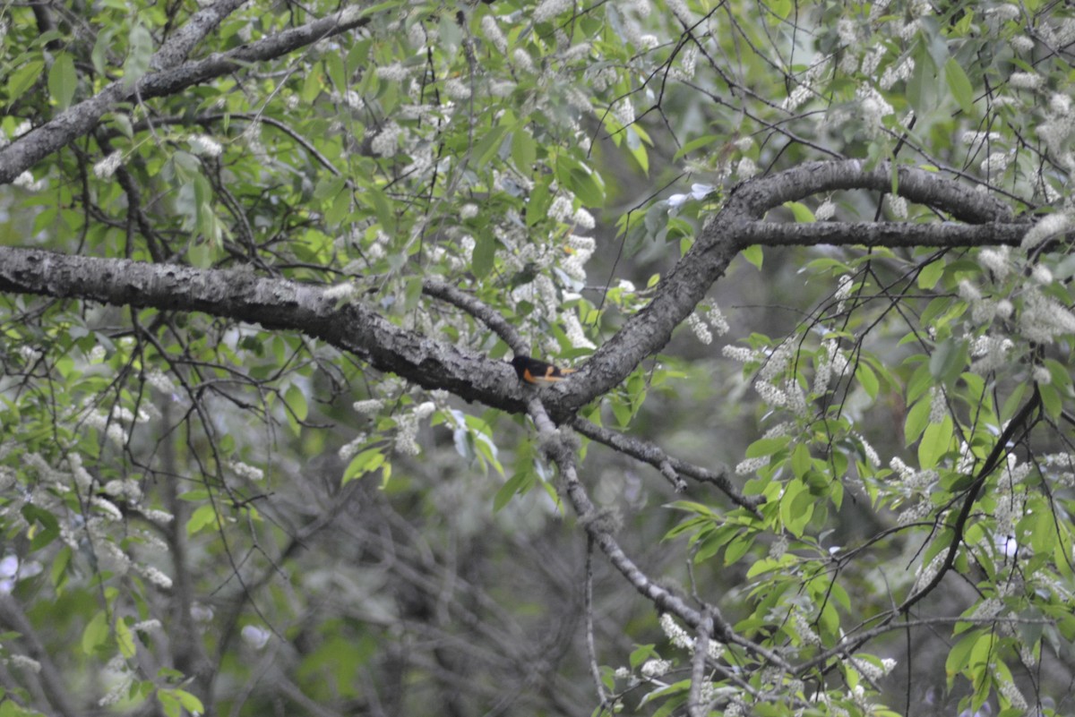 American Redstart - ML636701585