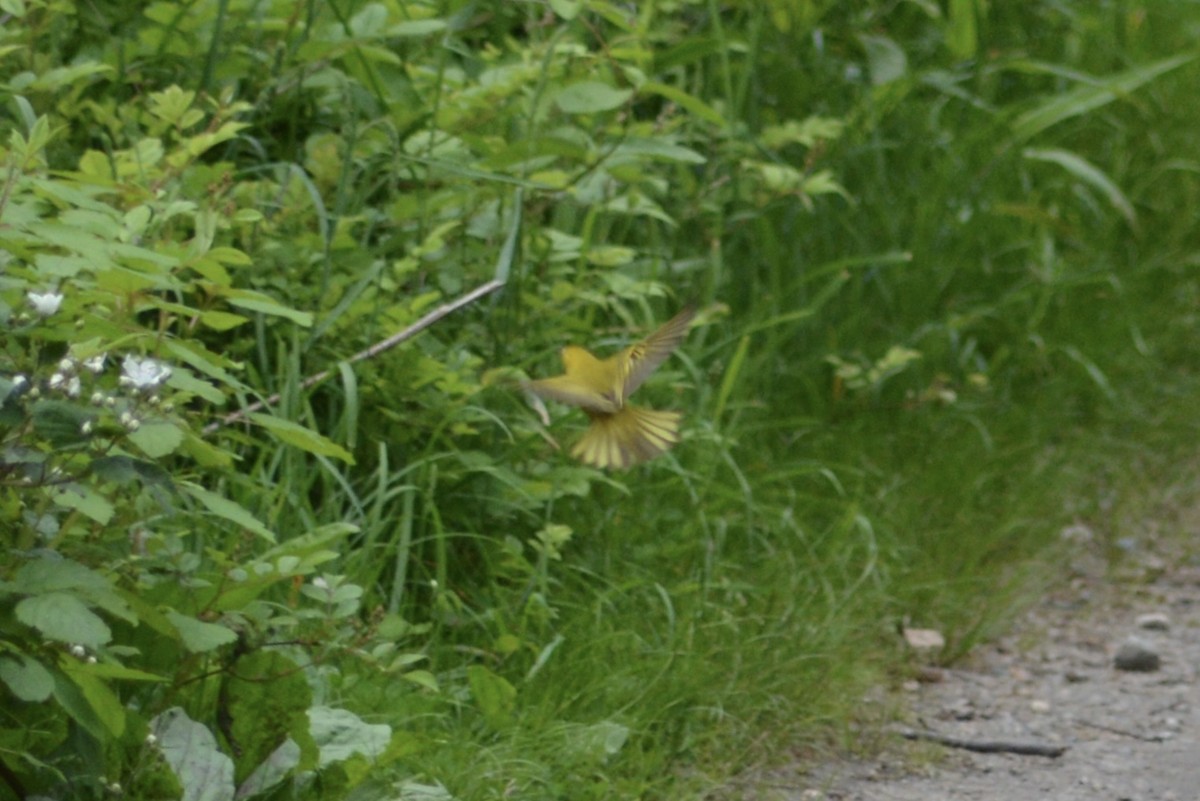 Yellow Warbler - ML636701602
