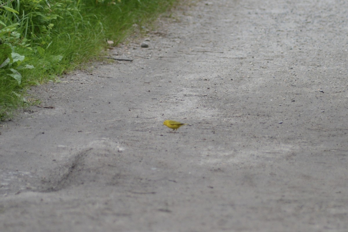 Yellow Warbler - ML636701603