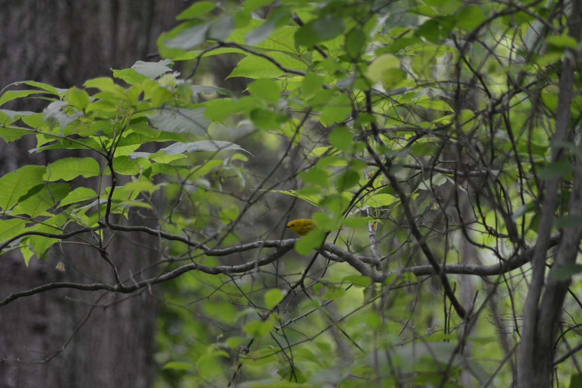 Yellow Warbler - ML636701604