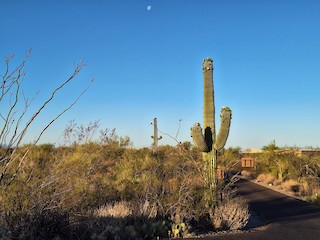 Saguaro NP--East--Cactus Forest Dr Loop, Pima, Arizona, United States -  eBird Hotspot