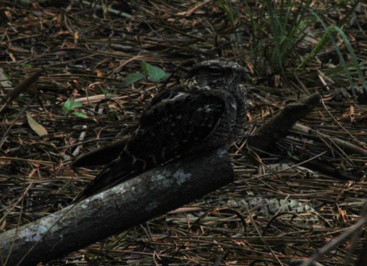 Scissor-tailed Nightjar - ML636701635
