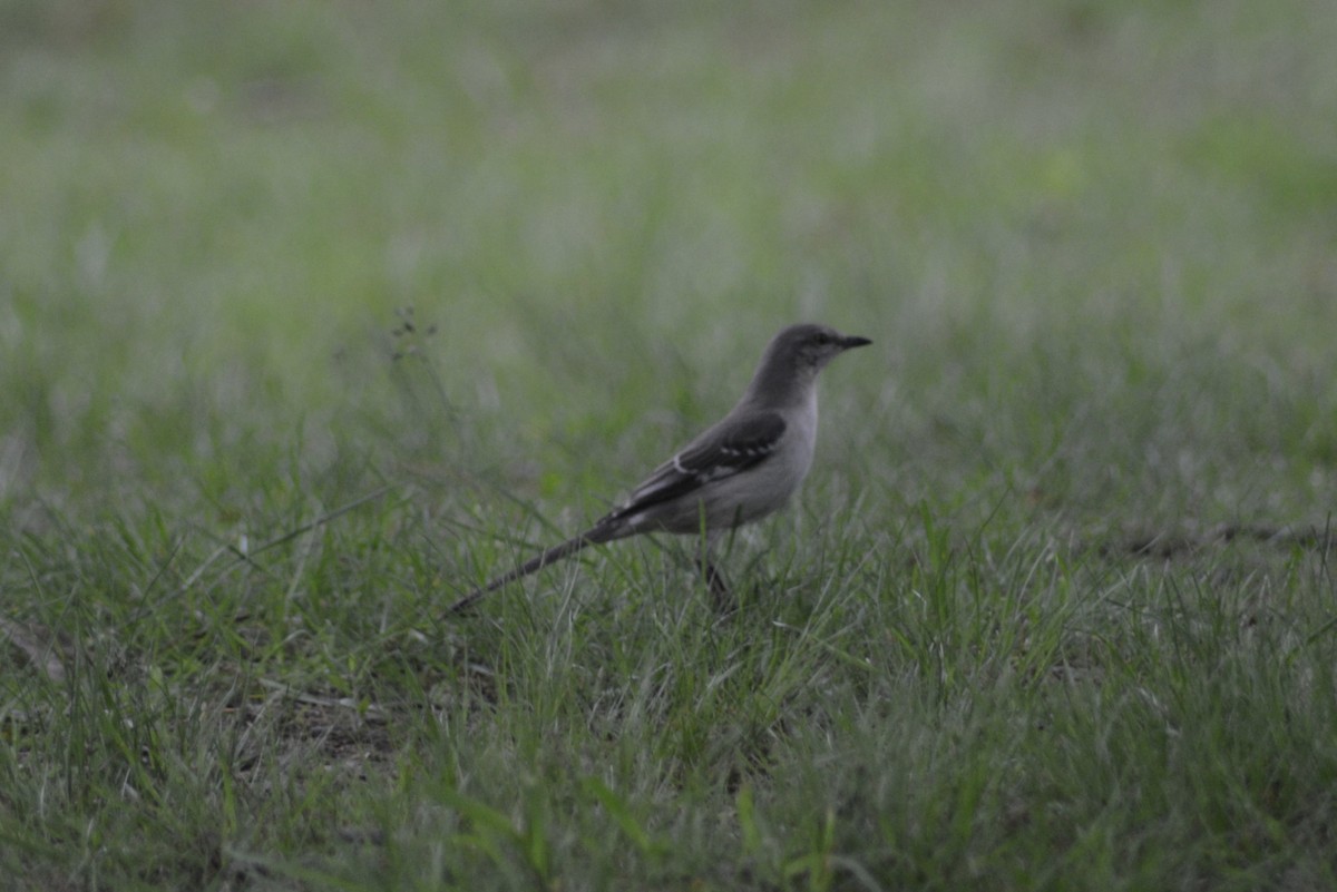 Northern Mockingbird - ML636701668