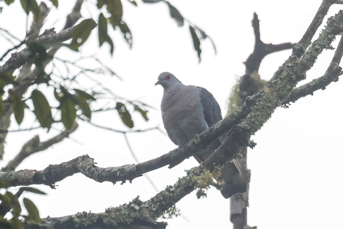 Afep Pigeon - ML636701717