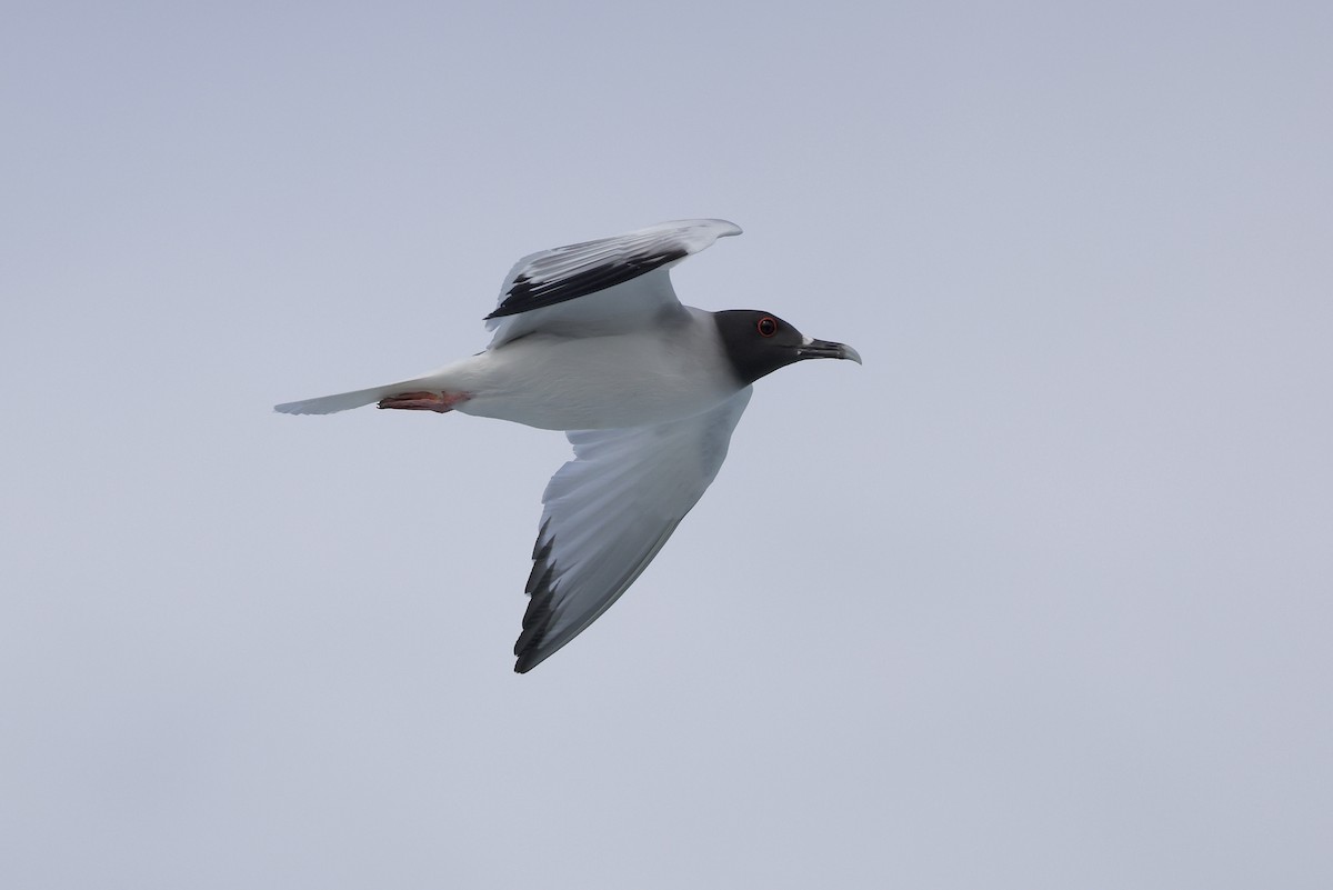 Swallow-tailed Gull - ML636701777