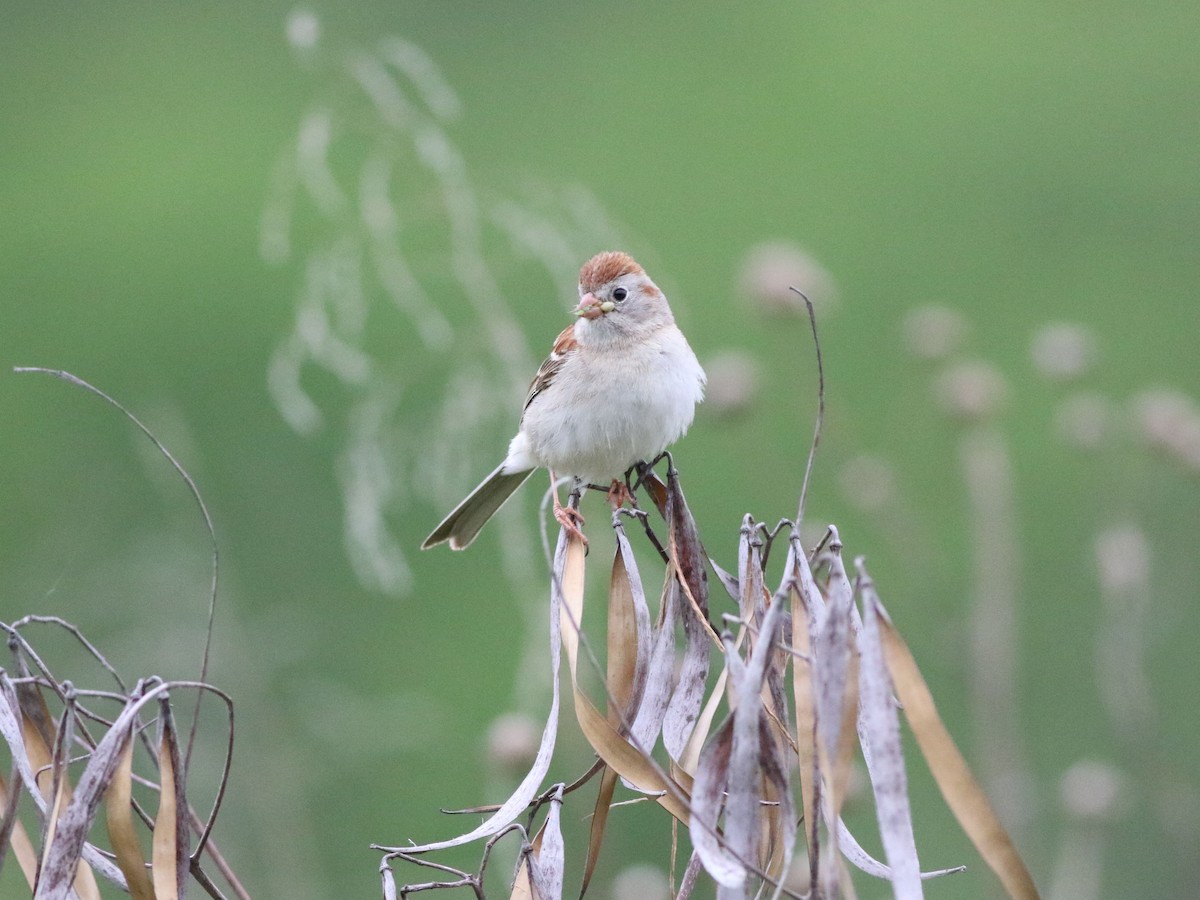 Field Sparrow - ML636701869