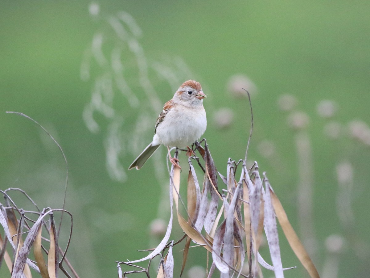 Field Sparrow - ML636701870
