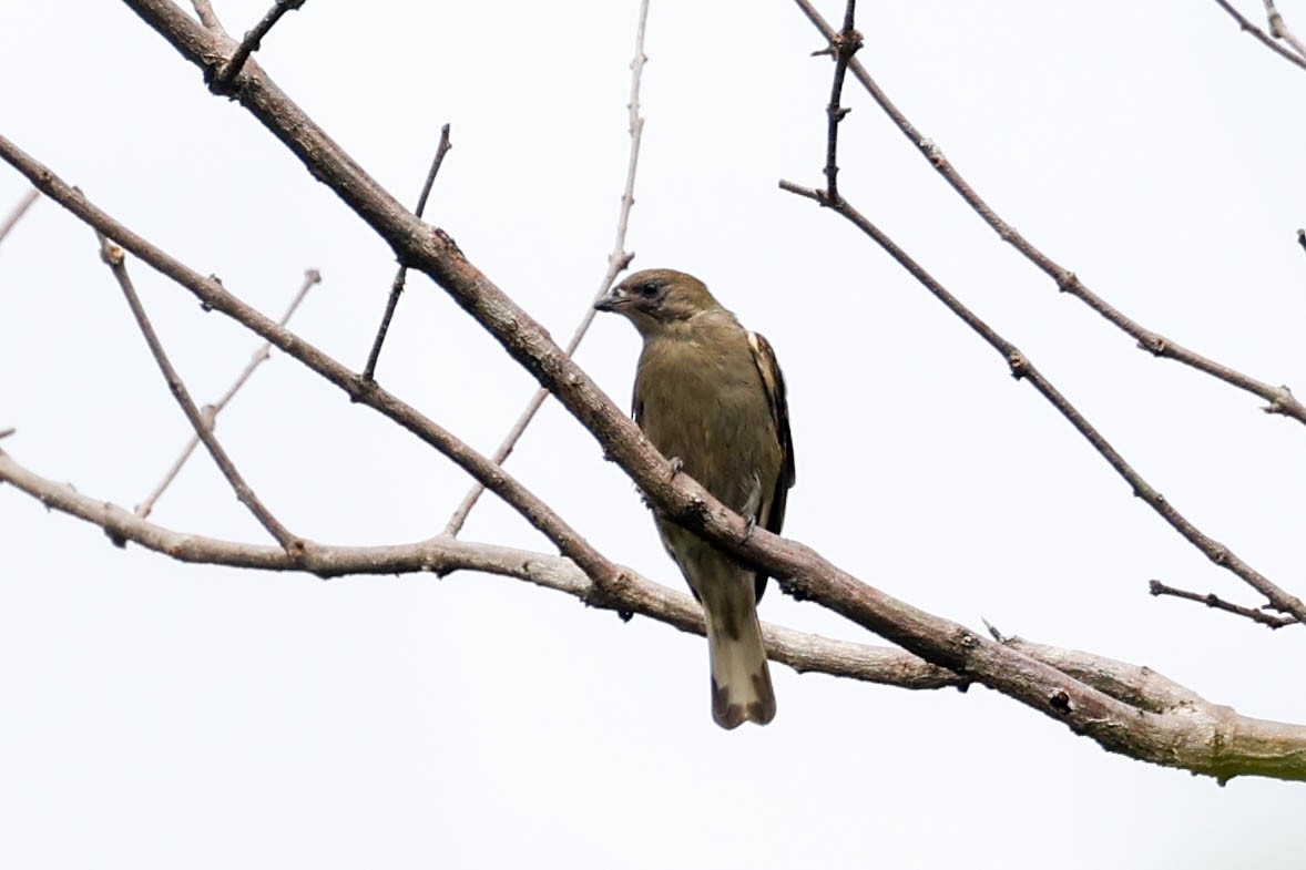 Least Honeyguide - ML636701892