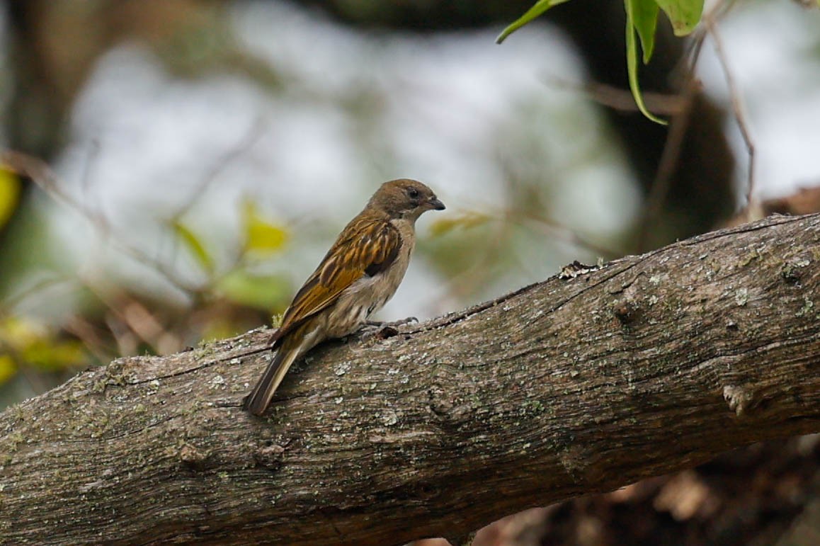 Least Honeyguide - ML636701893