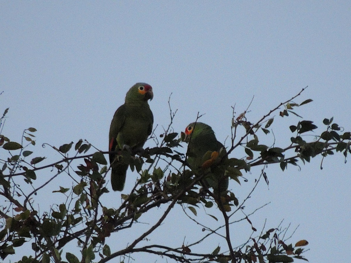 Red-lored Amazon - ML636701955