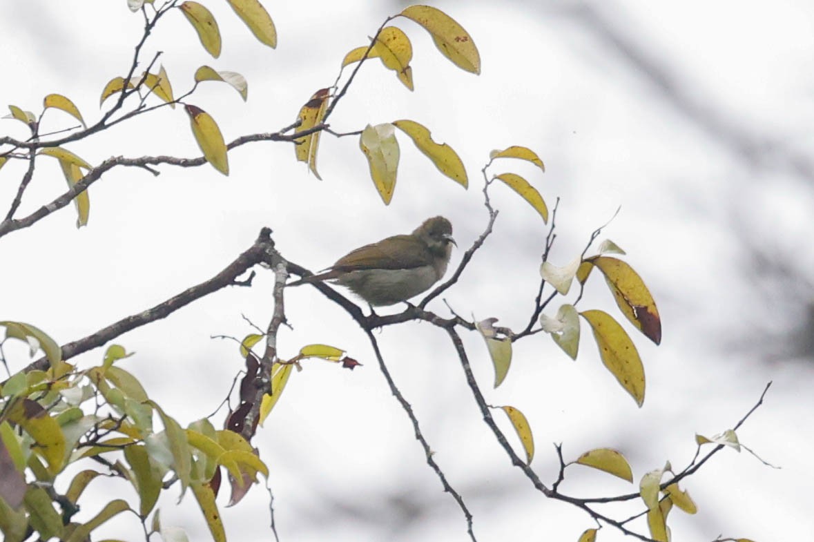 Bannerman's Sunbird - ML636701957