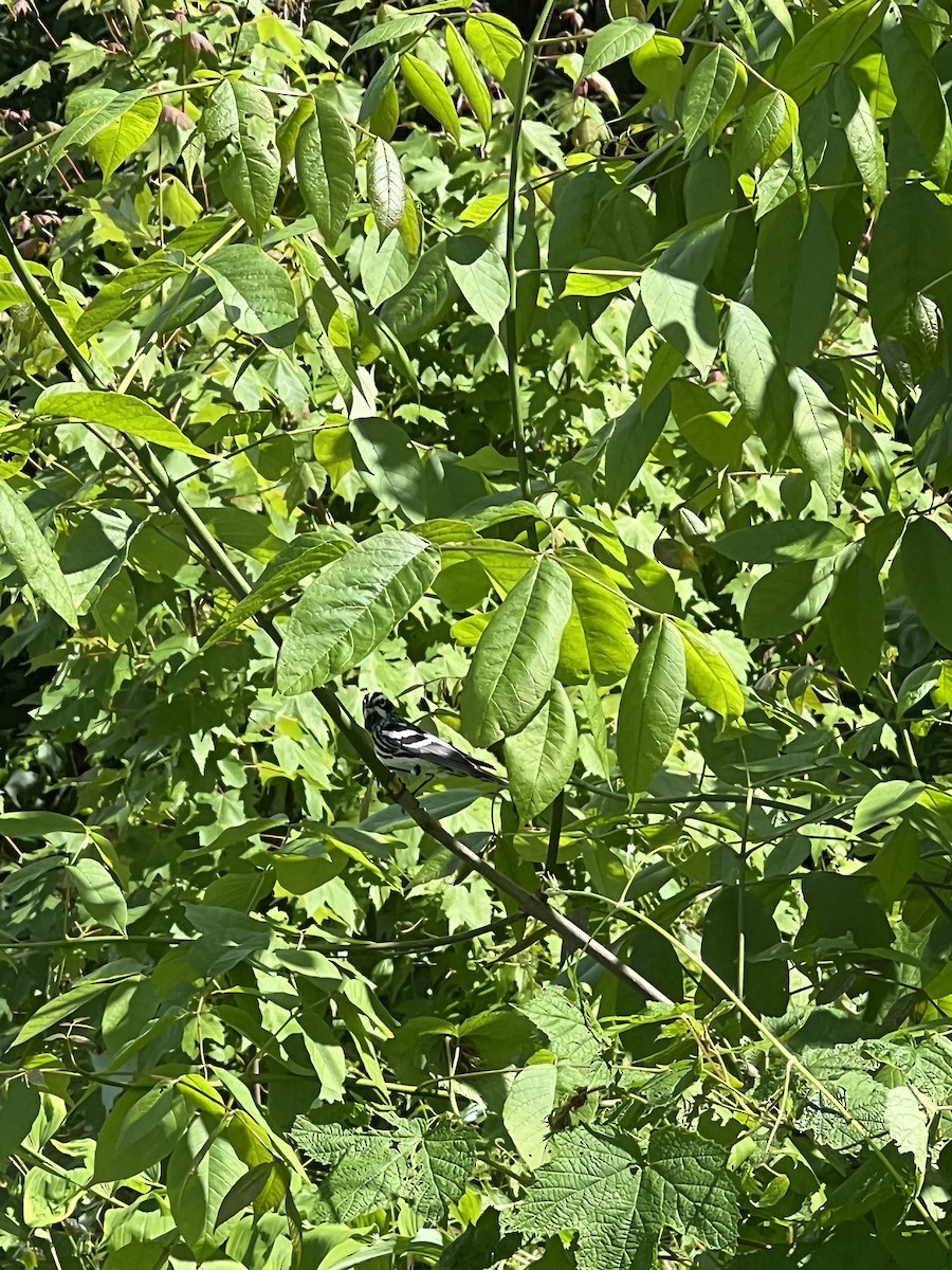 Black-and-white Warbler - ML636701960