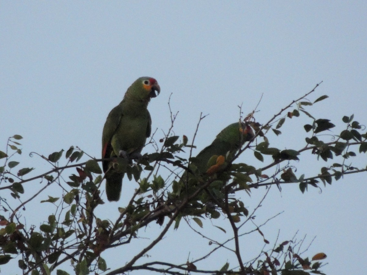 Red-lored Amazon - ML636701972