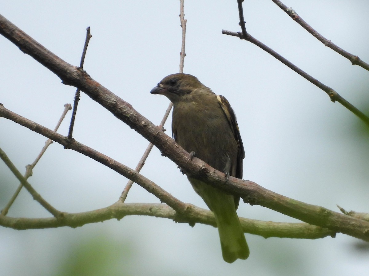 Least Honeyguide - ML636701987