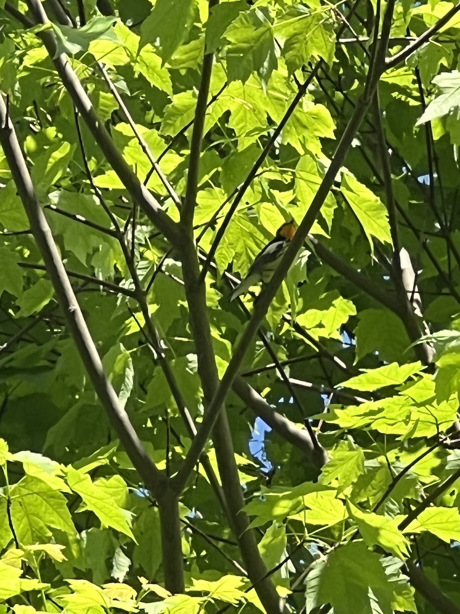 Blackburnian Warbler - ML636702089