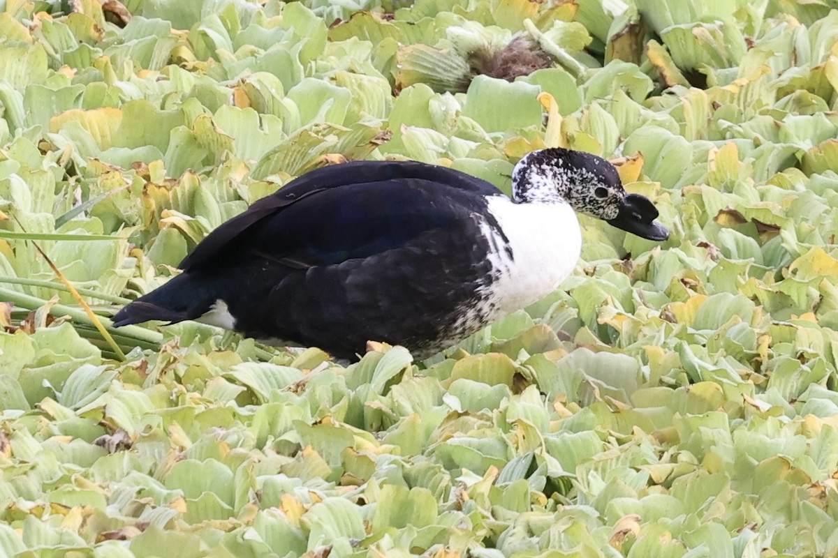 Comb Duck - ML636702191