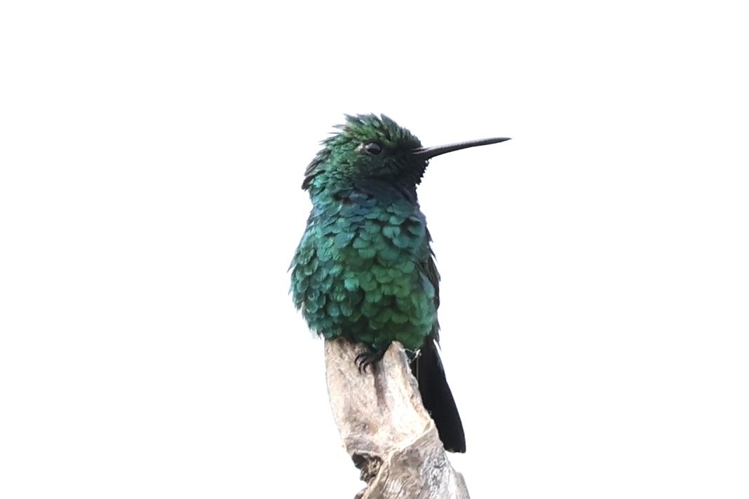 Blue-tailed Emerald - ML636702215